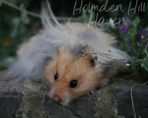 RC- Golden Umbrous Longhaired